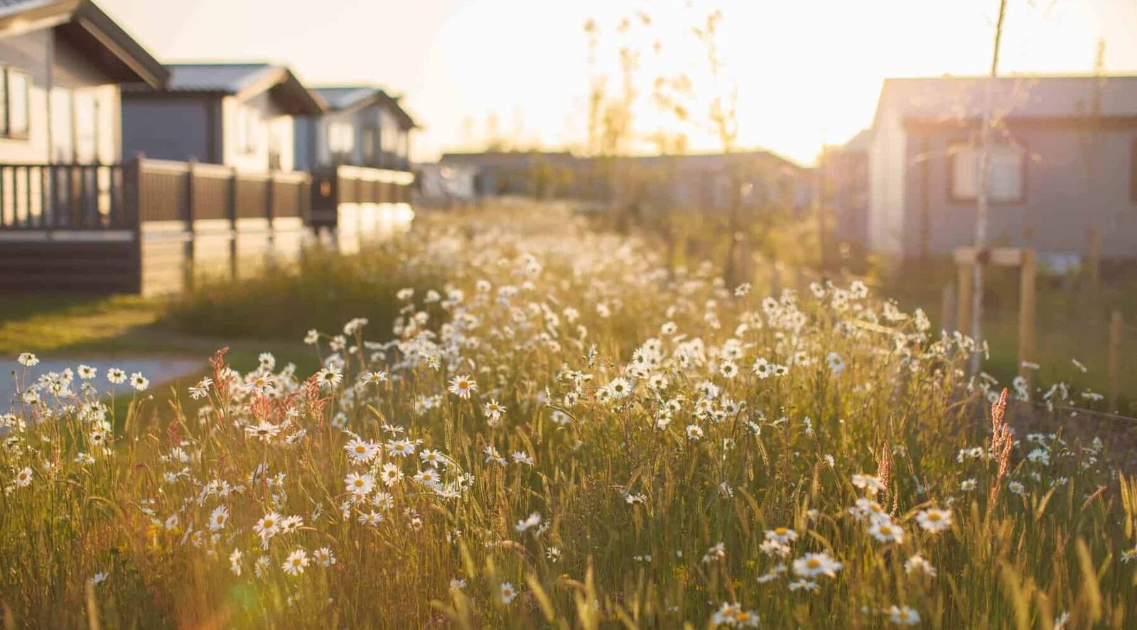 Holiday homes beyond a wildflower meadow at Padstow Holiday Village in Cornwall